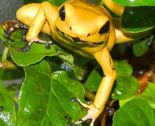 “死亡之蛙” 世界上最毒的蛙称为金毒镖蛙
