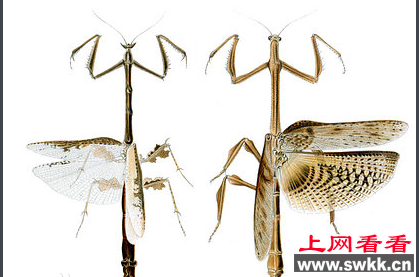 世界上最大的螳螂 长达15厘米