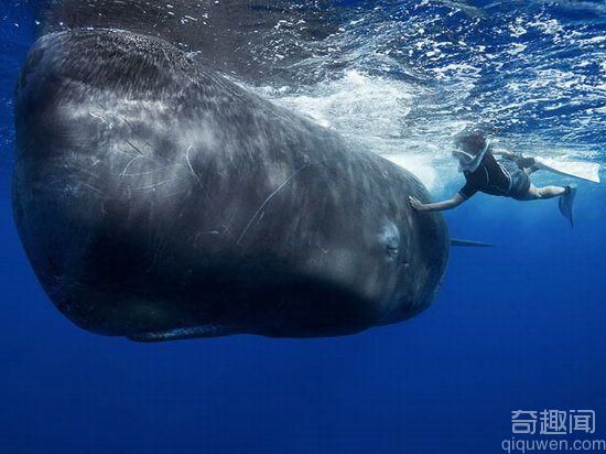 世界上最大的鲸鱼 重190吨_0