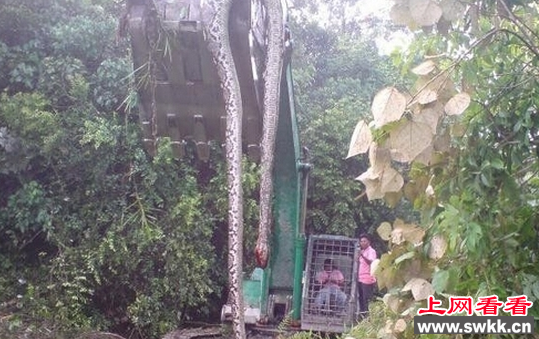 世界上最长的大蛇 长达17米