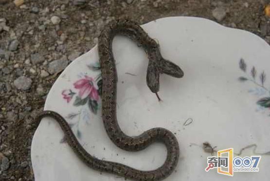 小伙砍柴发现“怪蛇”，带回村令乡亲们畏惧