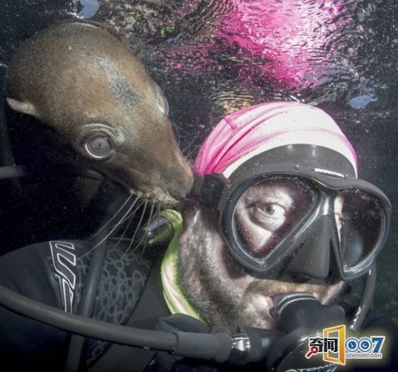 小海狮骑潜水员氧气罐，姿势表情好呆萌
