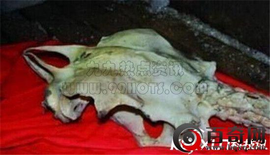 渔民东海打捞到4米长真龙尸骨 龙真的存在？