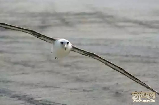 15种动物拥有超能力 猫头鹰隐身术超强