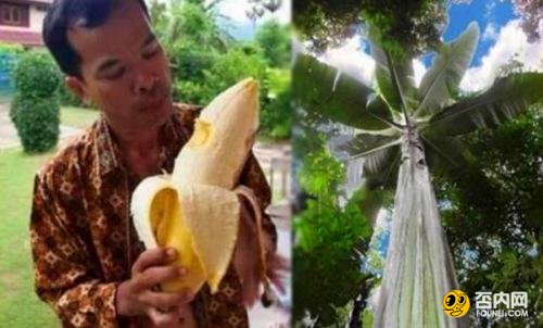 巴新发现高达25米巨大芭蕉树 果实够四人同食