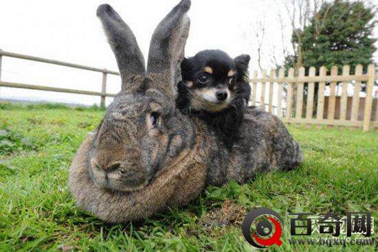 动物界之“最”：最大兔子超1米