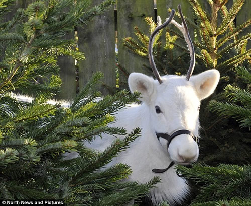 罕见的“白色版”驯鹿 仅6个月大