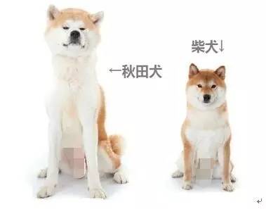 柴犬和秋田犬，并不是同一种土狗