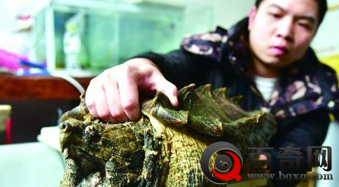 少年养1.2米真鳄龟当宠物 一养就是9年