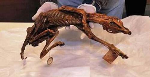 墨西哥发现木乃伊狗 揭示远古部落狩猎传统