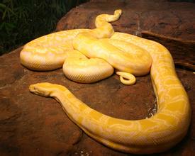 世界上十大最美的蛇，我被最后一个吓尿了