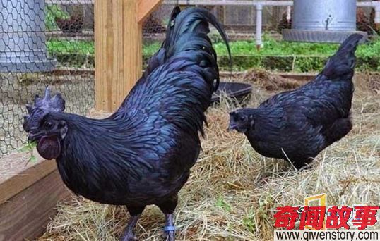 世界上最黑的鸡：黑得无与伦比
