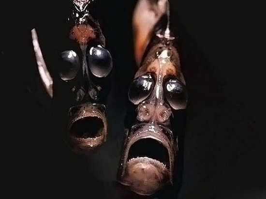 深海怪鱼图片集锦