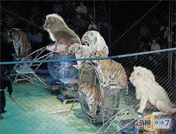 观众举报马戏团中有濒危动物，警察发现它们是冒牌货