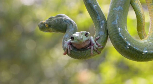 印尼树蛙趴在树蟒身上“荡秋千”