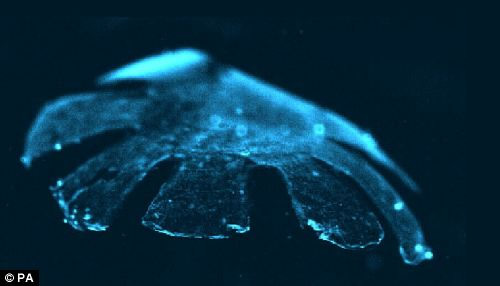 “人造水母”直接模拟生物 与自然界中水母的运动方式非常相似