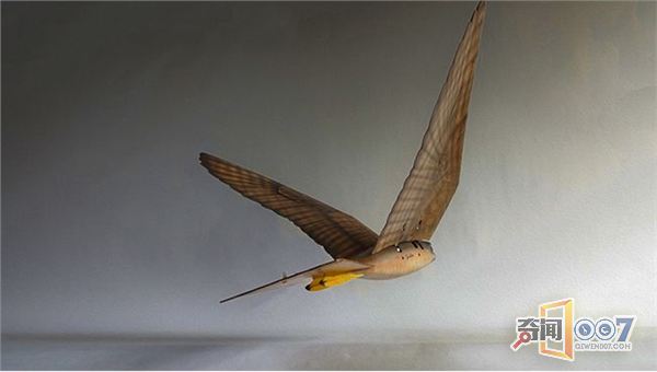 3D打印仿真机器鸟 机器猛禽“以假乱真”