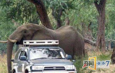 大象“拼命”追赶汽车，司机下车一看“很生气”