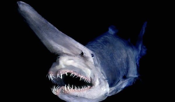 大海中十大奇特的鲨鱼物种