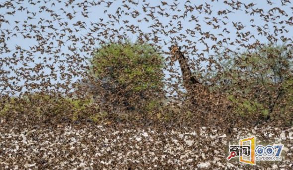上千鸟儿形成“马赛克”，长颈鹿意外“隐身”