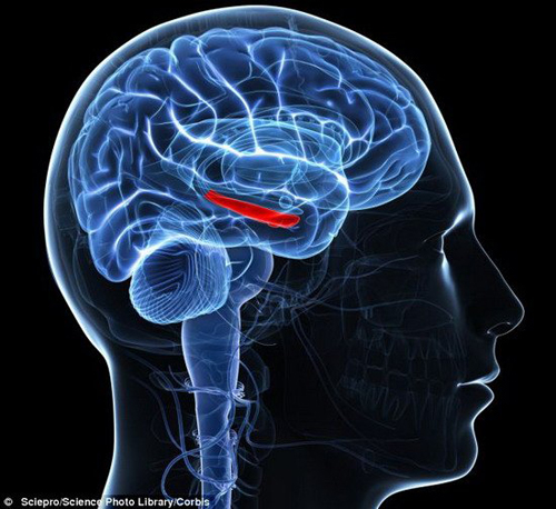 科学家：未来10年后患者缺失记忆可通过植入器恢复