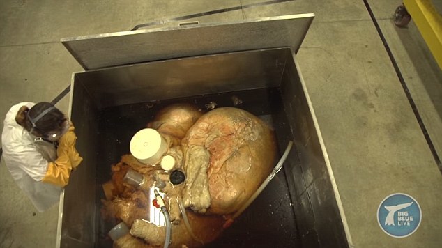 科学家解剖和小汽车差不多大的心脏