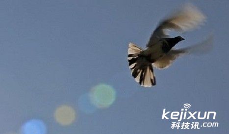 信鸽在英吉利海峡迷航 科学家探索原因