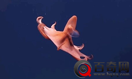 长相怪异 酷似外星物种的深海动物