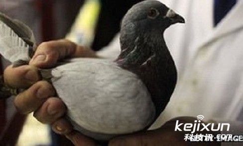 信鸽在英吉利海峡迷航 科学家探索原因