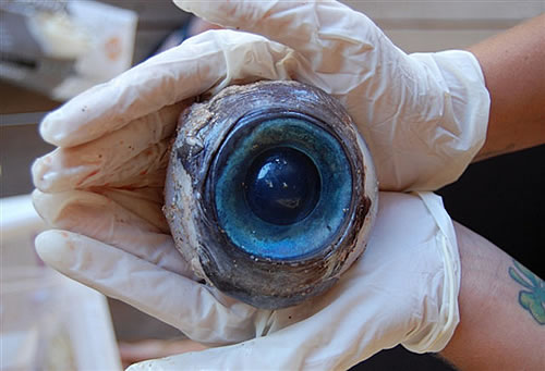 海滩散步发现 巨大神秘的蓝色眼球