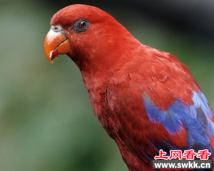 郑州人民公园惊现红色吸蜜鹦鹉