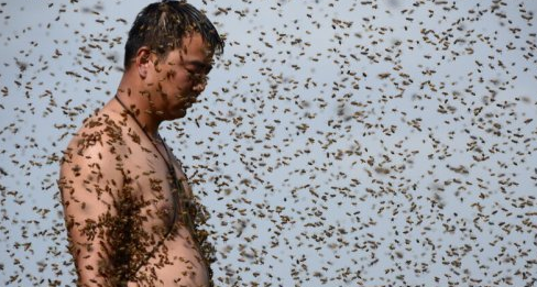 20多万蜜蜂攀附男子全身 重达20余公斤_0