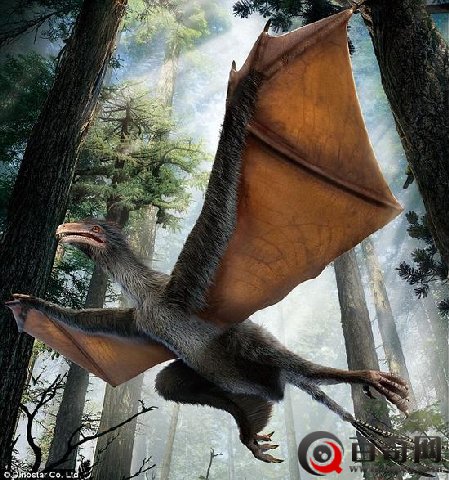 中国科研团队发现具有似蝙蝠翅膀小型恐龙化石