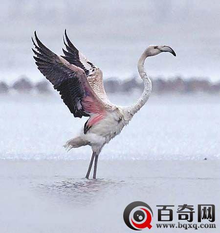 新疆石河子拍到火烈鸟 世界最老火烈鸟被安乐死