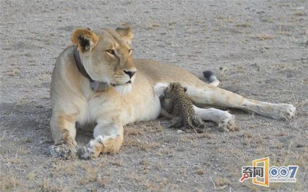 狮子没有猎杀豹子幼崽，相反还视为己出的喂养它