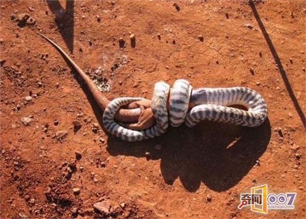 工地上一条巨蛇与蜥蜴干上了 结果蜥蜴被活吞