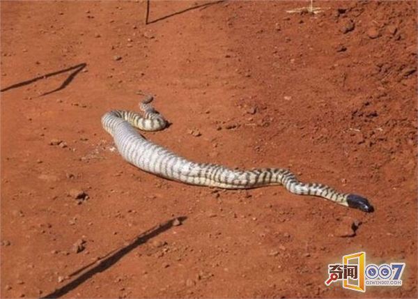 工地上一条巨蛇与蜥蜴干上了 结果蜥蜴被活吞