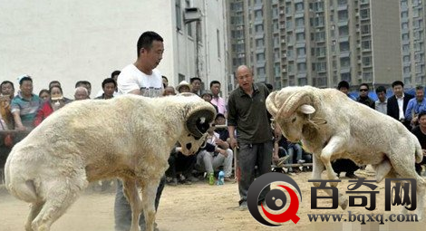 聊城200余只羊参加斗羊 引发数百人围观