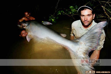 [图文]柬埔寨捕获2米4的巨型鲶鱼 属濒危鱼类
