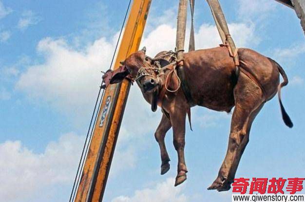 印度男子在异国养牛保佑家宅平安，搬家时却还要用吊车将其带走