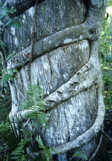 世界上最为“诡异”的十大植物——马达加斯加仙人掌