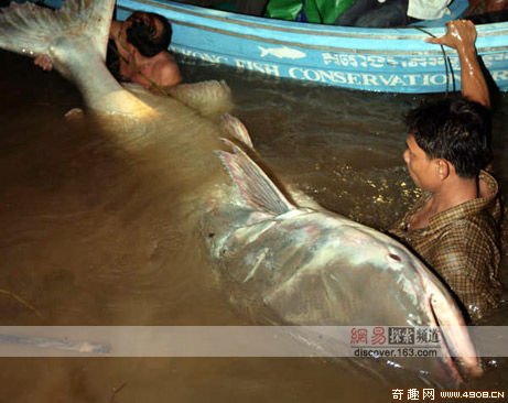 [图文]柬埔寨捕获2米4的巨型鲶鱼 属濒危鱼类