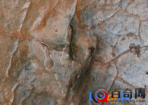 贵州山谷发现68枚怪脚印 有可能是恐龙足迹化石