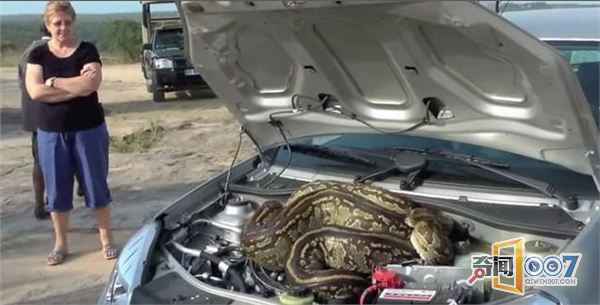 车上听到奇怪的声音 司机打开发动机盖发现一条大蟒蛇