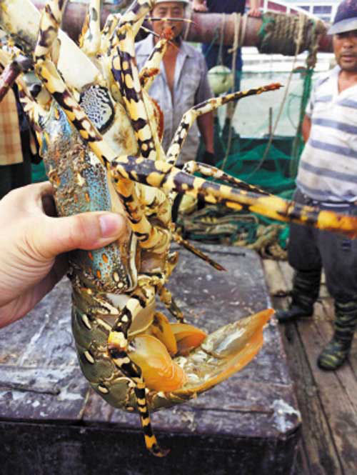 宁波渔民捕获“神虾” 色彩斑斓引围观