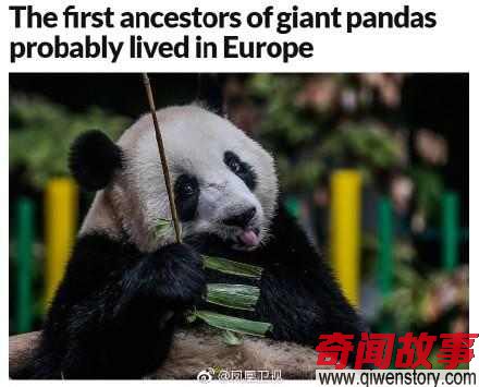 大熊猫起源在哪里- 法国科学家称熊猫起源于欧洲