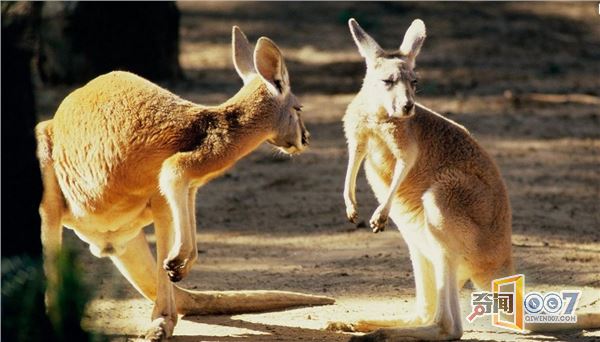 澳大利亚计划屠杀百万袋鼠，并鼓励吃肉！