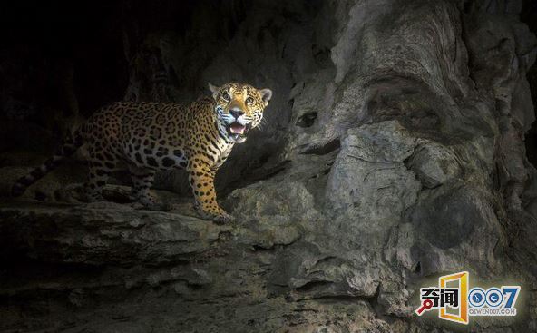 苦寻四年 摄影师终于拍到“桃心”花纹美洲豹