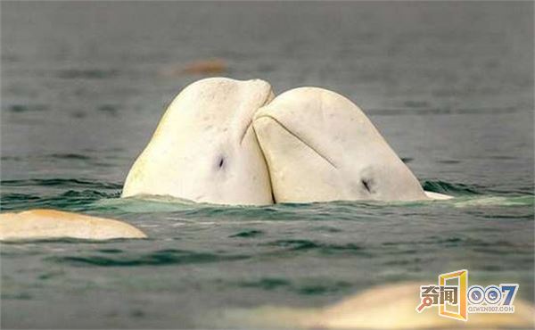 白鲸跃出水面秀腹肌，网友看着自己的肚腩流泪不止