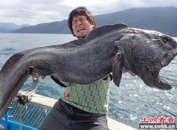 渔民在福岛钓起巨型狼鱼 或受福岛核事故影响导致变异